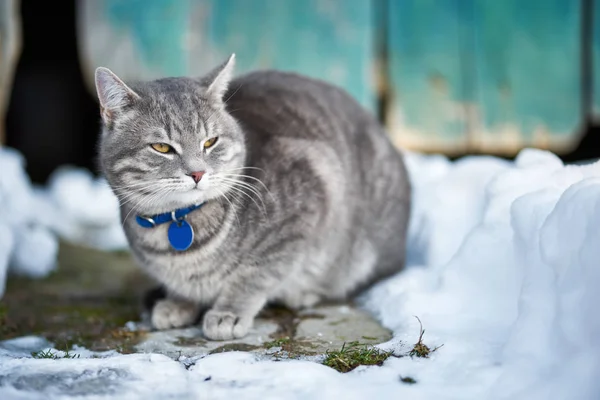 Pisică Domestică Frumoasă Aer Liber Timp Iarnă — Fotografie, imagine de stoc