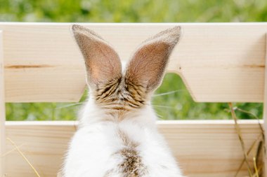 Kutusunda küçük tavşan