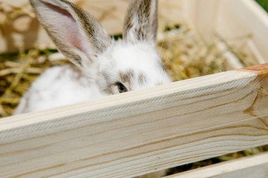 Kutusunda küçük tavşan