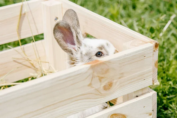 Lilla kanin i rutan — Stockfoto