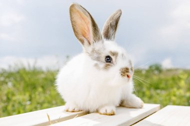 Bir küçük tavşan ev, siyah beyaz takım, yeşil çim, bir ahşap kutu içinde a evde beslenen hayvan yeme bir tavşan. Kız tavşan onun kollarında tutar..