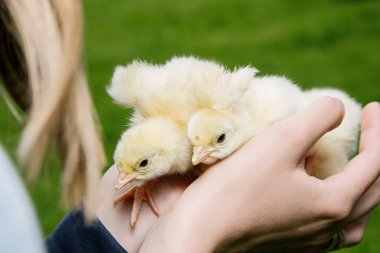 Türkiye'de kadınların elleri, kümes hayvanları mezarda küçük kuş. Türkiye'de yeşil çimenlerin üzerinde tüylü bir kuştur.