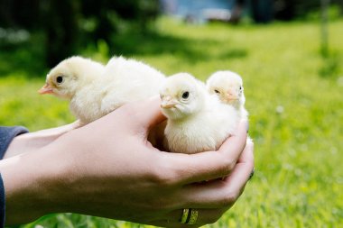 Türkiye'de kadınların elleri, kümes hayvanları mezarda küçük kuş. Türkiye'de yeşil çimenlerin üzerinde tüylü bir kuştur.