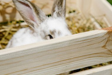 Bir küçük tavşan ev, siyah beyaz takım, yeşil çim, bir ahşap kutu içinde a evde beslenen hayvan yeme bir tavşan. Kız tavşan onun kollarında tutar..