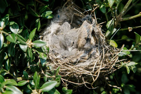 Small bird in the nest. Small sparrows in their woven nest on a green tree or bush
