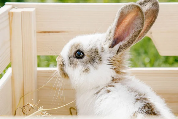 小さなウサギ家 黒と白のスーツ 緑の芝生 木製の箱にペットを食べるウサギ 少女は彼女の腕の中でウサギを保つ — ストック写真