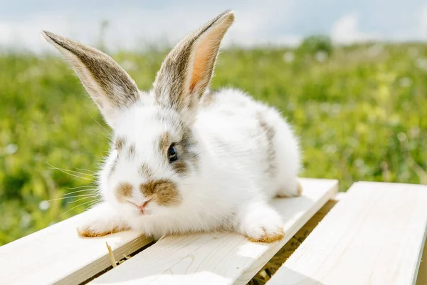 小さなウサギ家 黒と白のスーツ 緑の芝生 木製の箱にペットを食べるウサギ 少女は彼女の腕の中でウサギを保つ — ストック写真