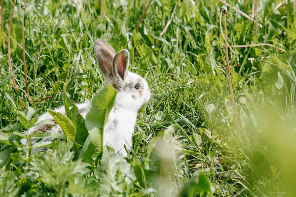 Small Rabbit Home Black White Suit Bunny Eating Green Grass — Stock Photo, Image