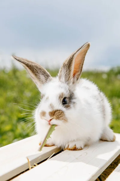 Small Rabbit Home Black White Suit Bunny Eating Green Grass — Stock Photo, Image