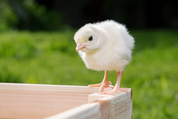 Little bird of turkey in women's hands, poultry in a wooden box. Turkey is a feathered bird on green grass.