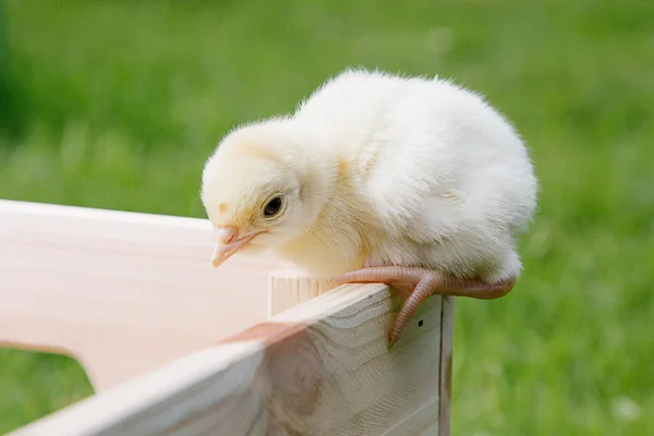 Little bird of turkey in women's hands, poultry in a wooden box. Turkey is a feathered bird on green grass.