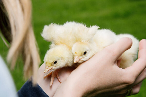 Little bird of turkey in women's hands, poultry in a wooden box. Turkey is a feathered bird on green grass.