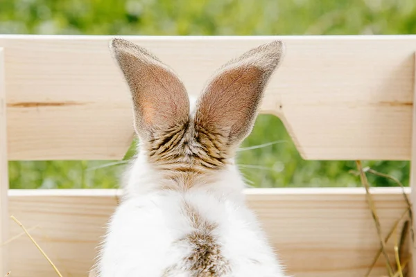 Bir küçük tavşan ev, siyah beyaz takım, yeşil çim, bir ahşap kutu içinde a evde beslenen hayvan yeme bir tavşan. Kız tavşan onun kollarında tutar..