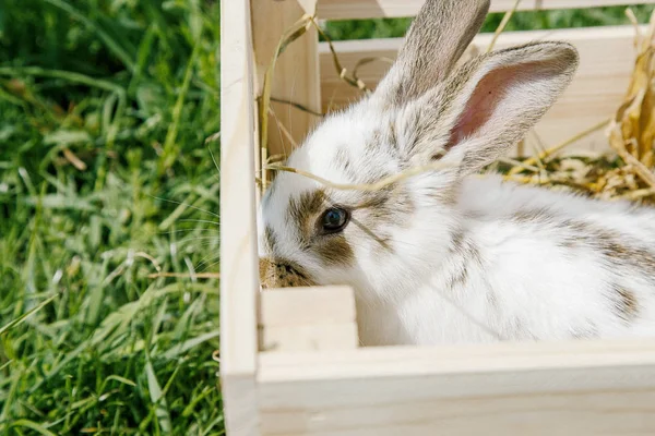 Malý Králík Domácí Černé Bílé Barvy Zajíček Jíst Zelené Trávě — Stock fotografie