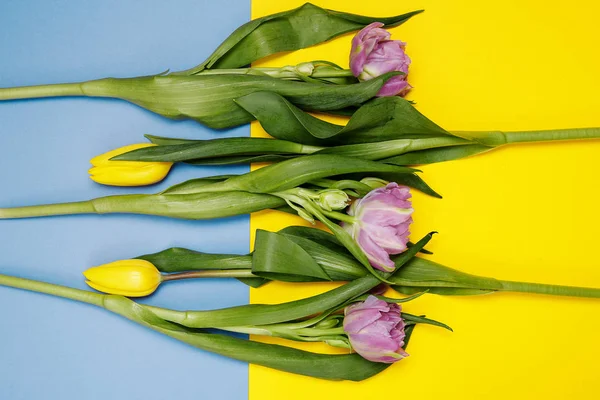 colored tulips on different backgrounds