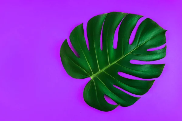 Tropical jungle monstera leaf isolated on purple background.