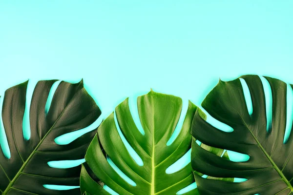 Three tropical jungle monstera leaves isolated on blue background. Flat lay style.