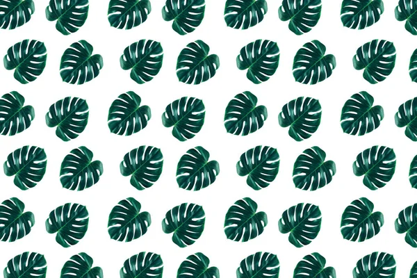 Pattern of tropical jungle monstera leaves isolated on white background. Flat lay style.