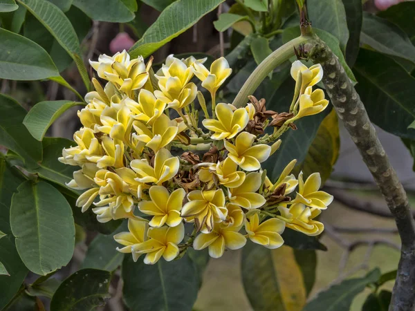 Όμορφο κίτρινο λουλούδι plumeria Μπαλί, Ινδονησία — Φωτογραφία Αρχείου