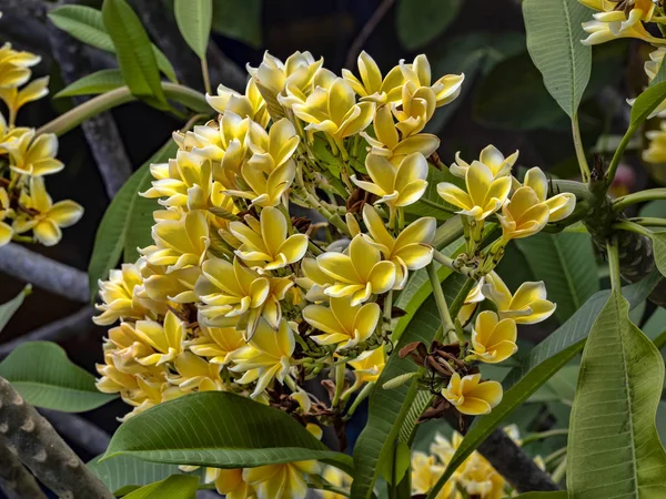 Όμορφο κίτρινο λουλούδι plumeria Μπαλί, Ινδονησία — Φωτογραφία Αρχείου