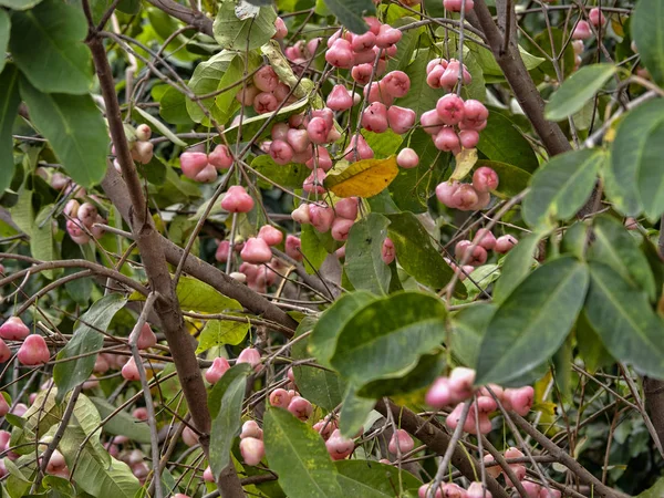 Syzygium aqueum är en art av borste körsbär träd Bali, Indonesien — Stockfoto