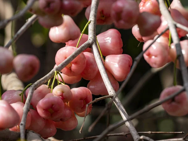 Syzygium aqueum, Endonezya 'da yetişen bir kiraz ağacı türü. — Stok fotoğraf
