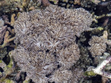 Dalgalar yükseldiğinde yumuşak mercanlar. Nusa Penida, Endonezya.