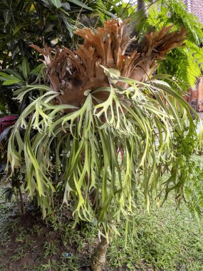 Ağaçta büyük bir ornitoryum. Bali, Endonezya.