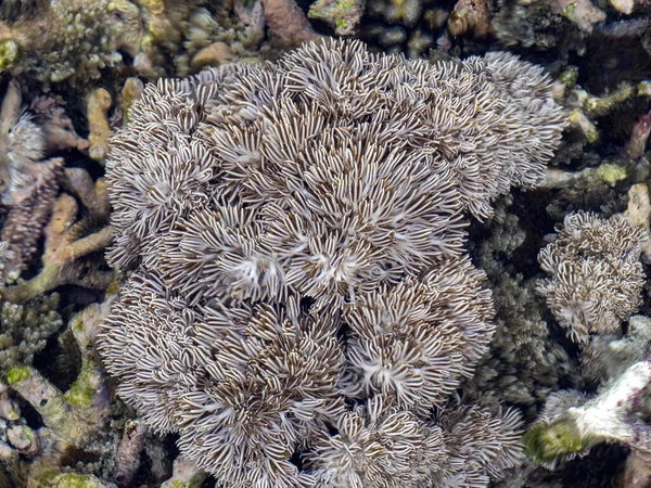 涨潮时的软珊瑚。 Nusa Penida，印度尼西亚. — 图库照片