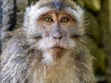 Macaca fascicularis adlı meraklı bir Macaque 'ın portresi. Ubud, Endonezya.