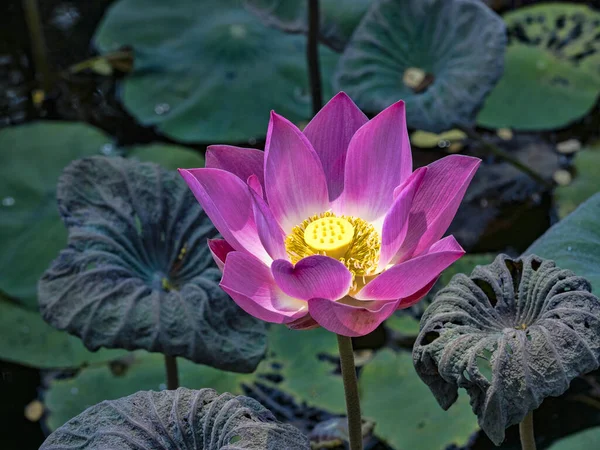 Mooie bloeiende lotusbloem. In het Ubud meer, Indonesië. — Stockfoto