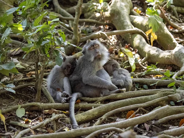 Rustende familie Long-tailed Macaque, Macaca fascicularis. Ubud, Indonesië. — Stockfoto