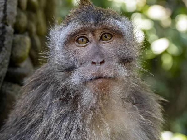 Retrato de un curioso Macaco de cola larga, Macaca fascicularis. Ubud, Indonesia . — Foto de Stock