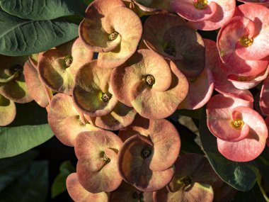 Kırmızı çiçeklerle dolu küçük bir çalılık, Ubud, Bali, Endonezya