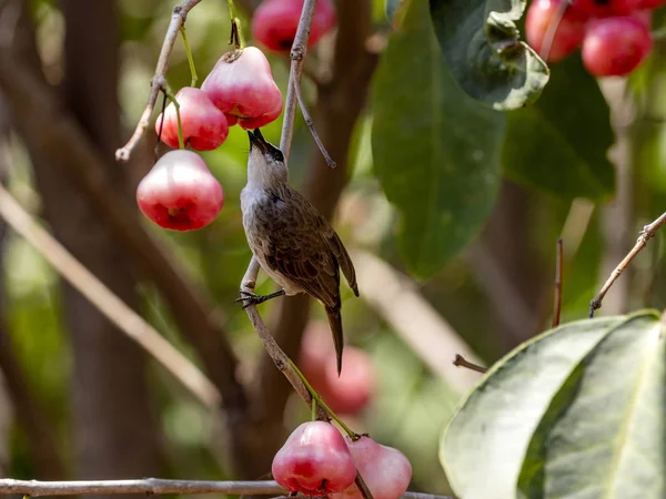 Bulbul, Pycnonotus goiavier come cerezo de pincel Bali, Indonesia — Foto de Stock