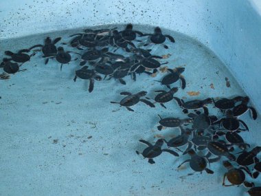 Kurtarma Merkezi, Bali, Endonezya 'da serbest bırakılmadan önce doğan kaplumbağalar.