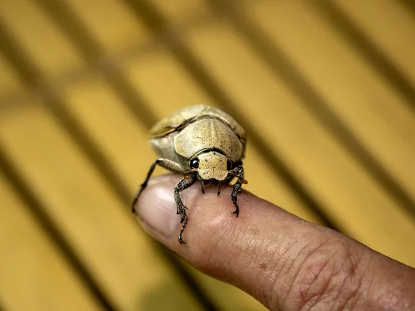Caballo tropical aterrizó en la mano, Indonesia — Foto de Stock