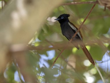 Afrika Cennet sinekkapanı, Terpsifon viridis, tüylü ve uzun kuyruklu güzel kuş, Etiyopya