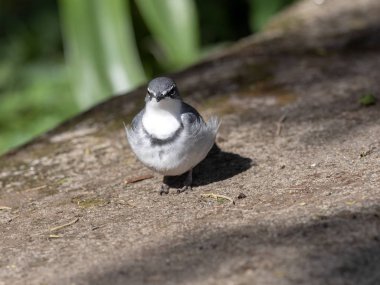 Uzun kuyruklu kuyruk, Motacilla Clara, belirgin göğüs desenli küçük bir kuş, Etiyopya