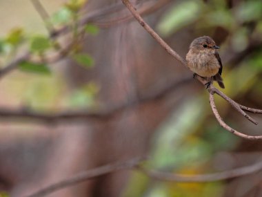 Afrika esmer sinek avcısı, Muscicapa adusta, kuru yapraklarla ağaçta oturuyor, Etiyopya