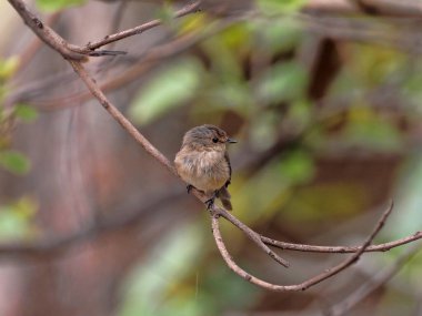 Afrika esmer sinek avcısı, Muscicapa adusta, kuru yapraklarla ağaçta oturuyor, Etiyopya