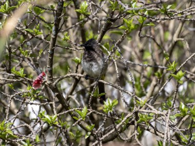 Bulbul, Pycnonotus barbatus, Etiyopya 'daki bir ağacın dallarında gizlidir.