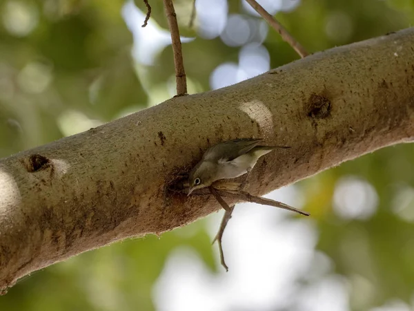 Hosszúfarkú farkú farkas, Motacilla clara, kis madár jellegzetes mellkasmintával, Etiópia — Stock Fotó