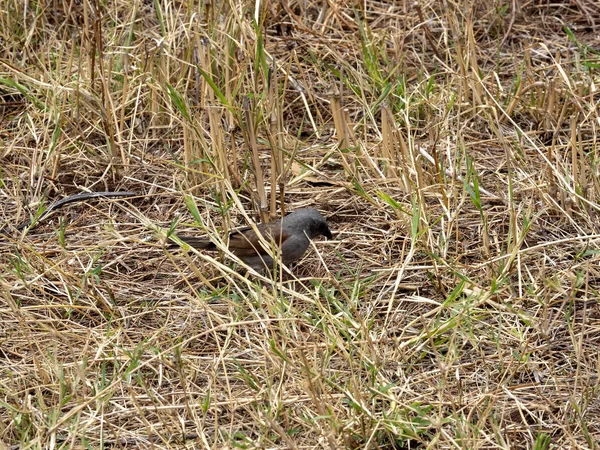 Weißbrauensperlingsweber, Plocepasser mahali, auf der Suche nach Nahrung im Gras auf dem Boden, Äthiopien — Stockfoto