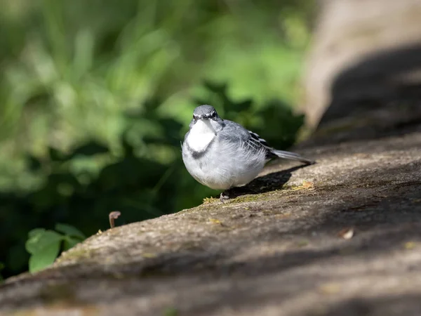 Long-tailed wagtail, Motacilla clara, small bird with distinctive chest pattern, Ethiopia — Stock Photo, Image