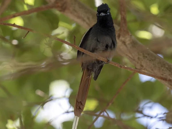 African Paradise-flycatcher, Terpsiphone viridis, bel oiseau avec panache et longue queue, Ethiopie — Photo