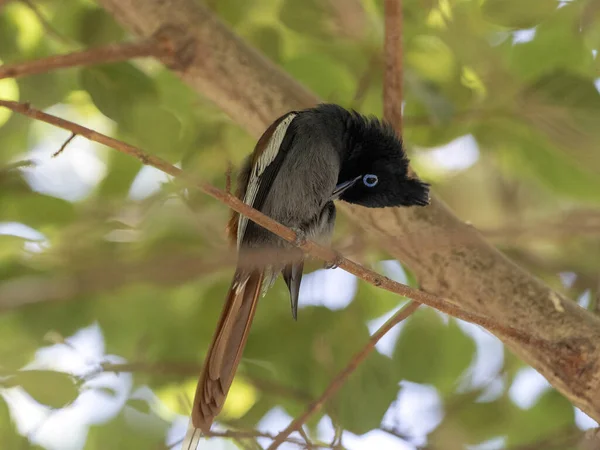 African Paradise-flycatcher, Terpsiphone viridis, krásný pták s chocholem a dlouhým ocasem, Etiopie — Stock fotografie