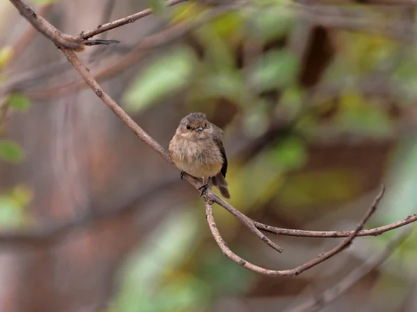 African dusky flycatcher, Muscicapa adusta, sitting on tree with dry leaves, Ethiopia — Stock Photo, Image
