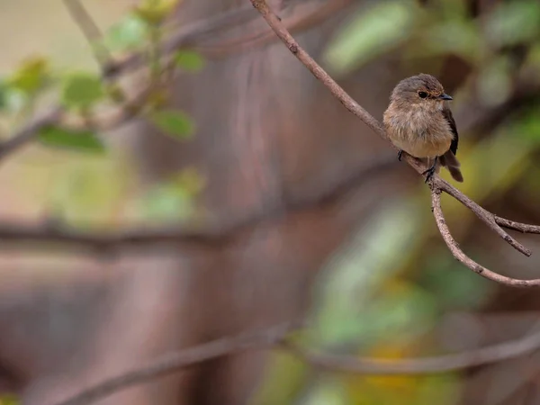 Atrapamoscas africano, Muscicapa adusta, sentado en el árbol con hojas secas, Etiopía — Foto de Stock