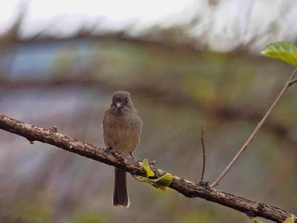 Ayssinian moor flycatcher, melaenornis chocolatinus 는 마른 나뭇가지에 앉아 있지만 에티오피아에 만살고 있습니다. — 스톡 사진